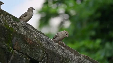 House sparrow. 库存影片 289960737