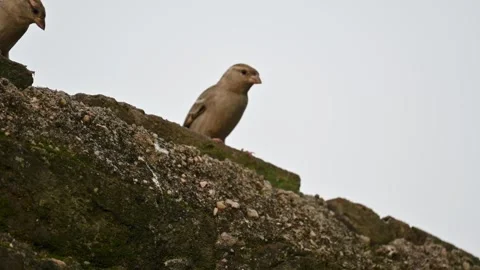 House sparrow. Video stock 289961518
