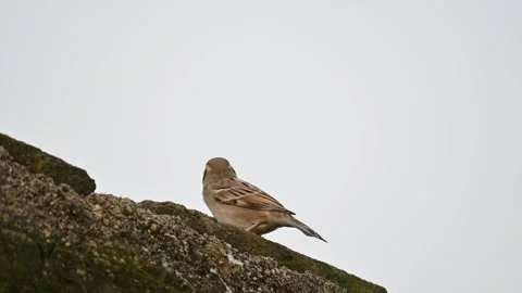 House sparrow. Video stock 289961594