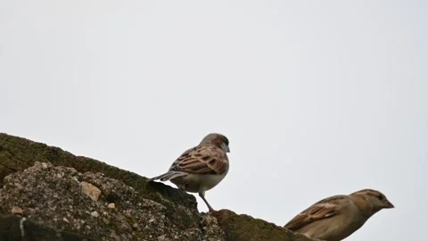 House sparrow. Stock Footage 289961768