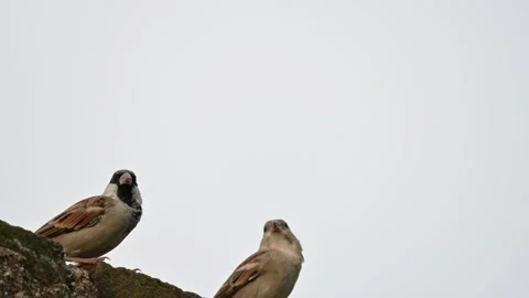 House sparrow. 库存影片 289961887