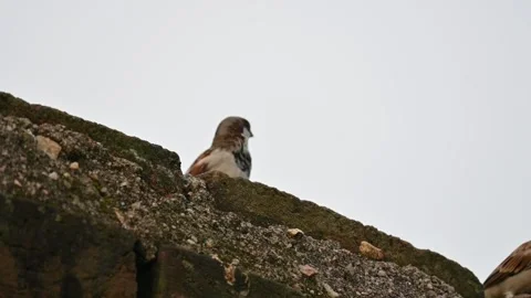 House sparrow. Stockbeeldmateriaal 289962237