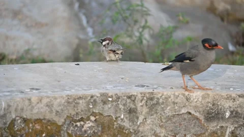 House sparrow. 스톡 동영상 304964598