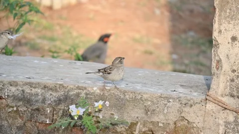 House sparrow. Stock Footage 304964620