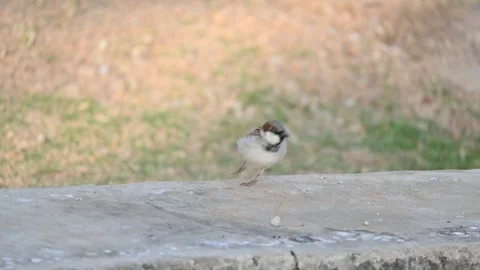 House sparrow. Stock Footage 304964663