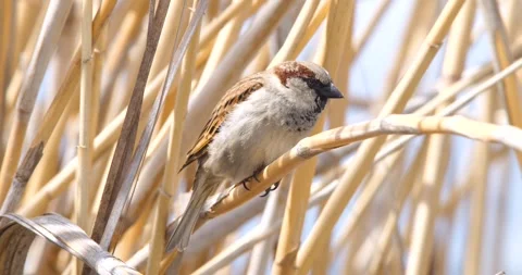 House Sparrow Видео 332616790