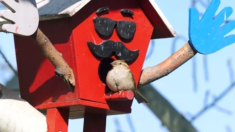 House Sparrow 스톡 동영상 333199388