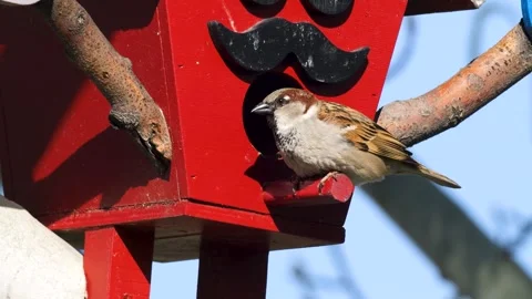 House Sparrow Vidéo 337463180