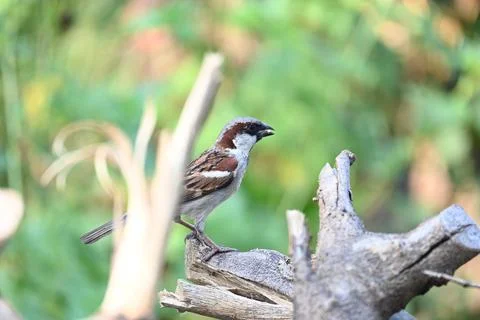 House sparrow. Its other name Passer domesticus and Indian House sparrow. Stock Photos