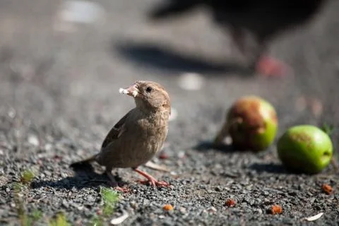 House sparrow keeps bread in its beak Stock Photos