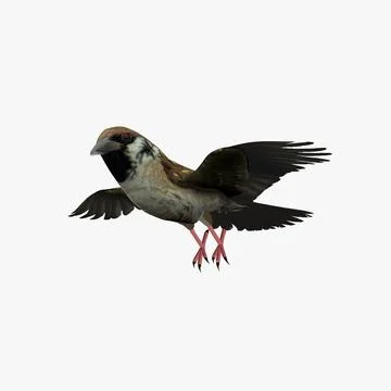 House Sparrow Landing, Walking and Flying Animation 3D Model