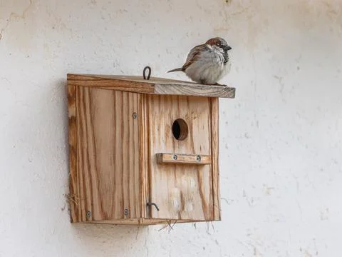 House sparrow on nesting box Stock Photos