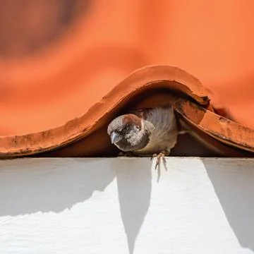 House sparrow nesting under the house roof. (Passer domesticus) 스톡 사진