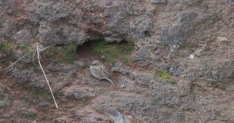 House Sparrow pair nesting in a rock hole, male jumps out over the female Vídeo Stock 343895334