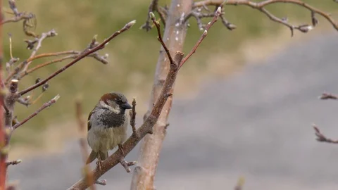 House Sparrow in a park tree in Spring Stock Footage 105886498