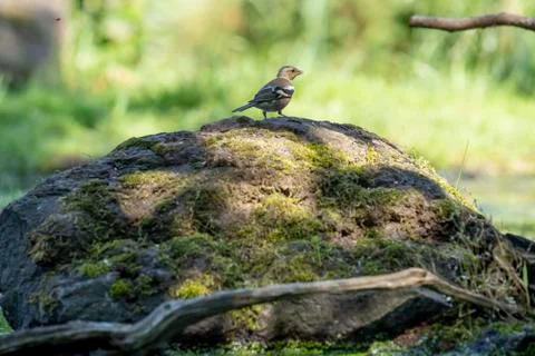 House Sparrow, Passer domesticus, stand on a rock Stock Photos