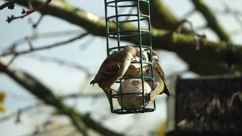 House Sparrow (Passer domesticus) while feeding in a bird feeder Video stock 146368769