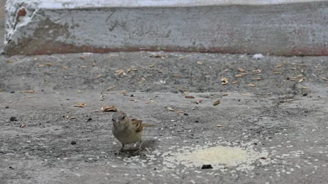 House sparrow pecking the grains. Stock Footage 309039655
