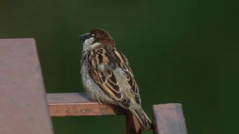 House Sparrow perched on a balcony Stock Footage 69856568
