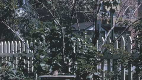 House Sparrow Perched On Bird Bath In Residential Backyard New York City 1960s Stock Footage 341008489