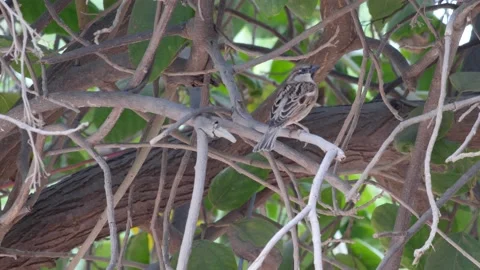 House sparrow perched on branch looking around and flying away Stock Footage 208940370