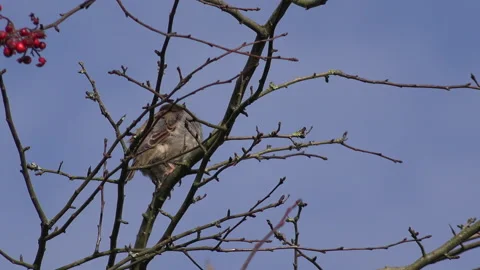 House sparrow perched on a branch on a tree garden England UK 4K Stock Footage 148461034