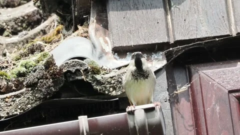 House sparrow perched on guttering outside the nesting area under the roof Stock Footage 337429292