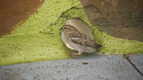 House Sparrow Perched Near an Old Wall in Gujarat, India Stock Footage 339884184
