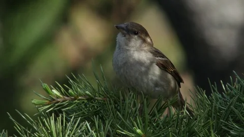 House Sparrow perched on a pine branch. Stock Footage 69856144