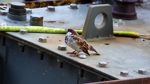 House sparrow perched on power transformer at electrical substation in India Stock Footage 341837585