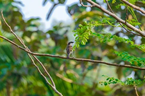 House sparrow perched on a tree branch Stock Photos