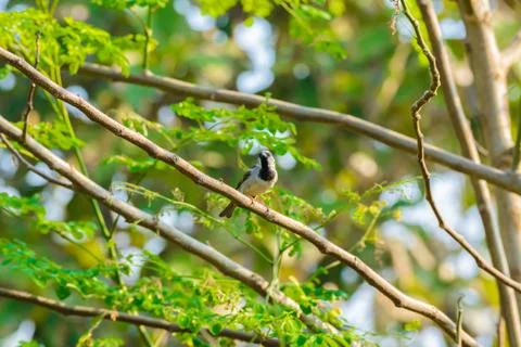 House sparrow perched on a tree branch Stock Photos