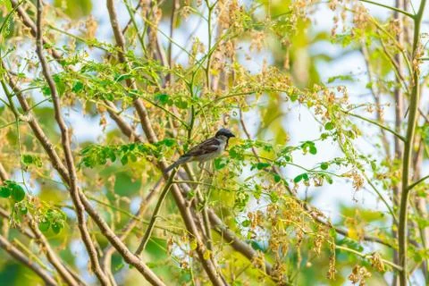 House sparrow perched on a tree branch Stock Photos