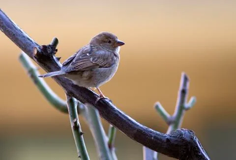 House sparrow perched on a tree branch. Stock Photos