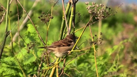 House sparrow perched on wild thicket stems in vibrant greenery Stock Footage 340024727