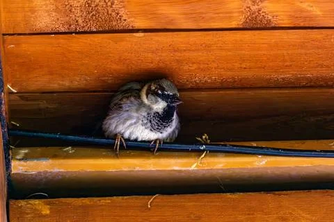 House Sparrow Perched on Wire Stock Photos