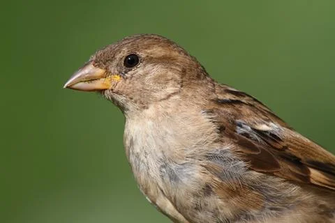 House sparrow Stock Photos