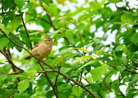 House Sparrow Stock Photos