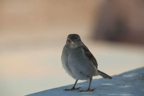 House sparrow Stock Photos