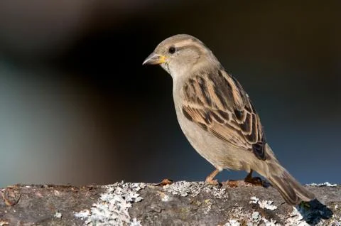 House sparrow Stock Photos