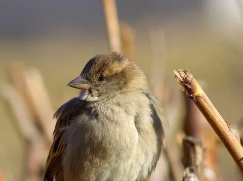 House Sparrow Stock Photos