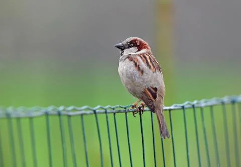House sparrow Stock Photos