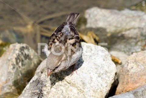 House Sparrow Stock Photos