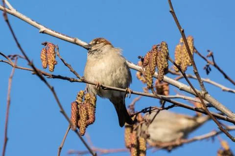 House sparrow Stock Photos
