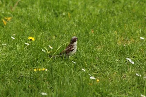 House sparrow Stock Photos