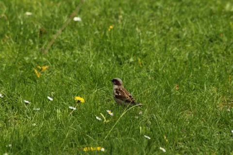 House sparrow Stock Photos