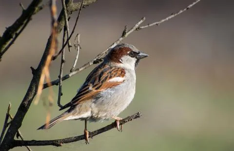 House sparrow Stock Photos