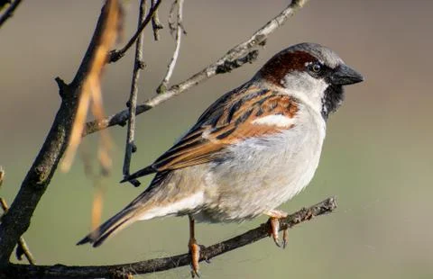 House sparrow Stock Photos