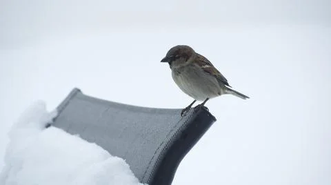 House Sparrow Stock Photos