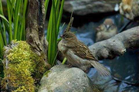 The house sparrow Stock Photos